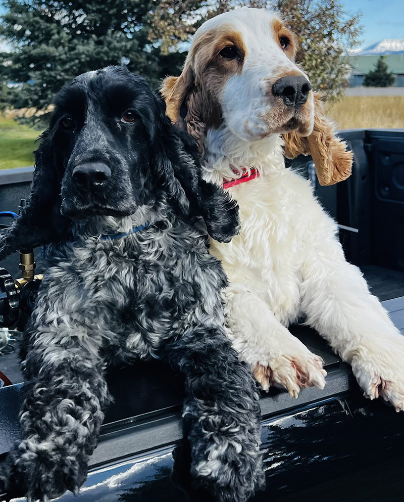 Endeavor Ballooning Team Dogs Albert And Charlie